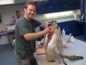 Andy Johnson prepares a Trumpeter Swan that was salvaged at Bosque del Apache NWR