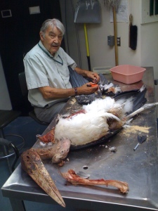 Bob Dickerman skinning a salvaged Marabou Stork